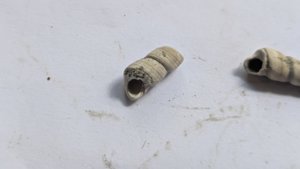 Turritellid, fragment