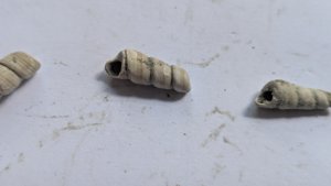 Turritellid, fragment