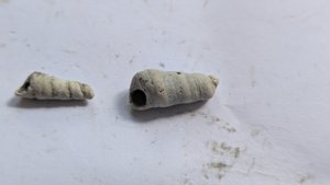 Turritellid, fragment