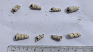 Various Turritellid fragments - Measurement 1-1.5cm
