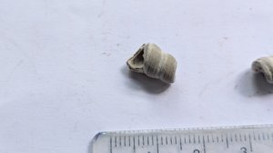 Turritellid, fragment