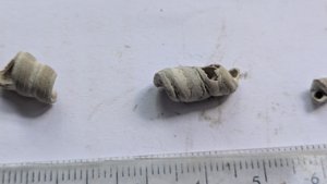 Turritellid, fragment