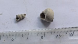Turritellid, fragment