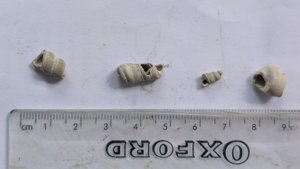 Turritellids, fragments - Measurement ~1-2cm