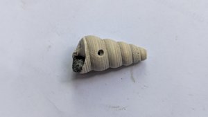 Turritellid - a predation hole can be seen