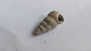 Turritellid