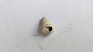 Turritellid