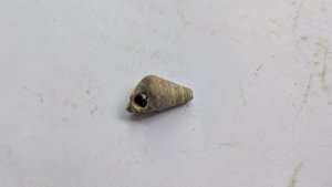 Turritellid