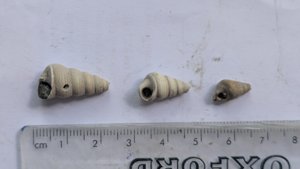 Turritellids - Measurement ~1-1.5cm