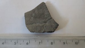 Turtle shell fragment