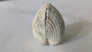 Carditid - Both valves were preserved