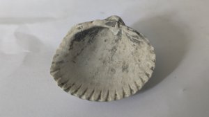 Carditid - Inside. Muscle scars can be seen at the two attachment points