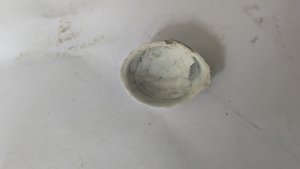 Venerid(?) - Inside. Muscle scars can be seen at the two attachment points
