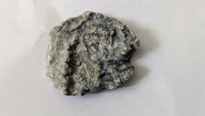 Oyster(?)