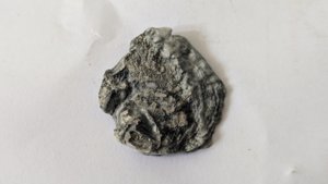 Oyster(?)