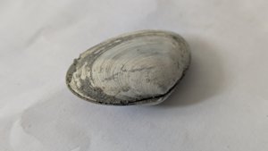 Costacallista suberycinoides - Both valves were preserved