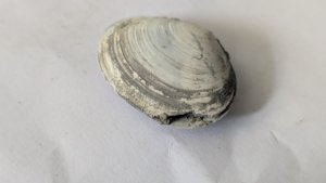 Costacallista suberycinoides - One of the valves is slightly fractured