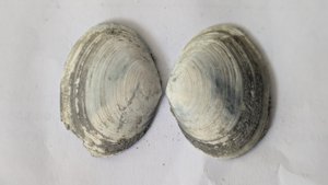 Costacallista suberycinoides - Both valves were preserved
