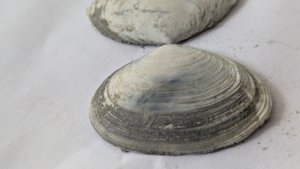 Costacallista suberycinoides