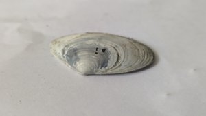 Costacallista suberycinoides