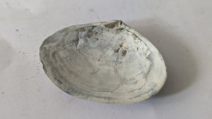 Costacallista suberycinoides - Inside