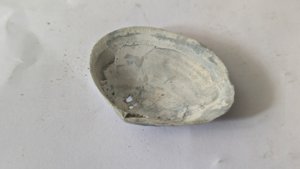 Costacallista suberycinoides - Inside