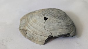 Costacallista suberycinoides - Broken