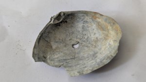 Costacallista suberycinoides - Inside, broken