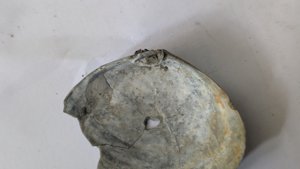 Costacallista suberycinoides - Inside, broken