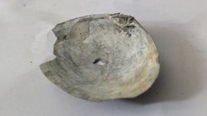 Costacallista suberycinoides - Inside, broken