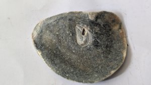 Oyster - Inside. The muscle left a scar at the attachment point