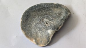 Oyster - Inside. The muscle left a scar at the attachment point