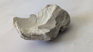 Venericor planicosta, fragment - Inner side