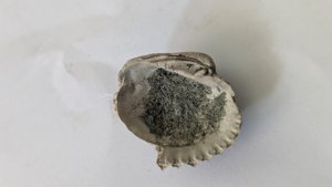 Claibornicardia carinata - Inside