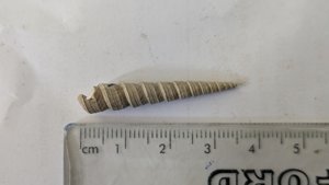 Turritellid - Measurement ~3.5cm