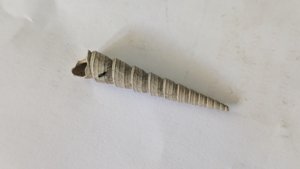 Turritellid