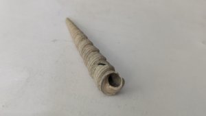 Turritellid