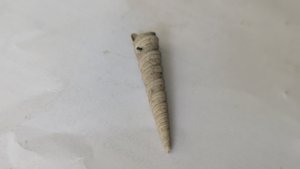Turritellid