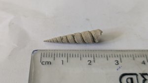 Turritellid - Measurement ~2-2.5cm
