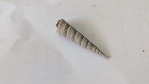 Turritellid