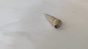 Turritellid