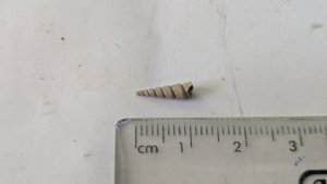 Turritellid - Measurement ~1cm