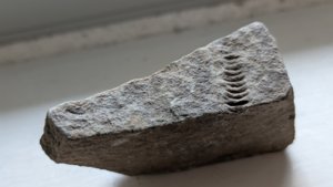 Crinoid stem - side view