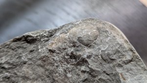 Unknown - detail