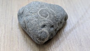 Gastropod - detail