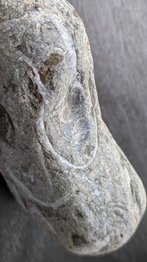 Bivalves - side view
