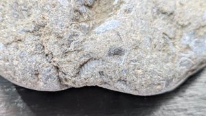 Bivalves - detail