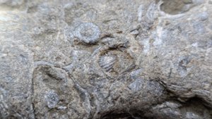 Bivalves - detail