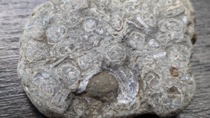 Bivalves - detail