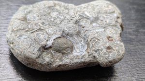 Bivalves - detail